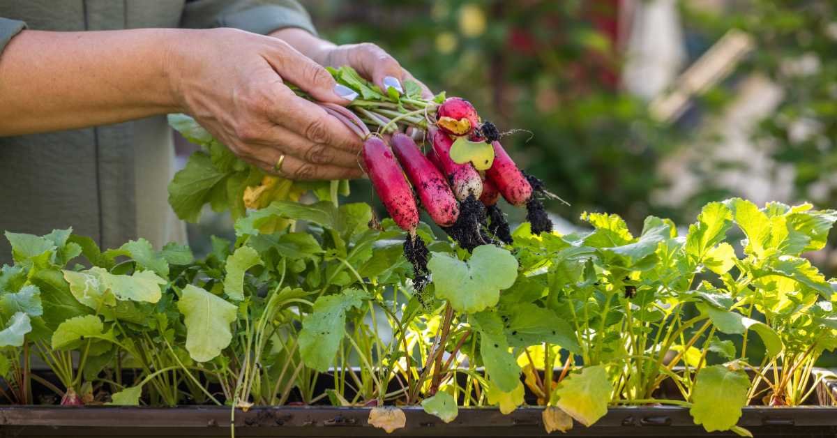 small balcony vegetable garden real home