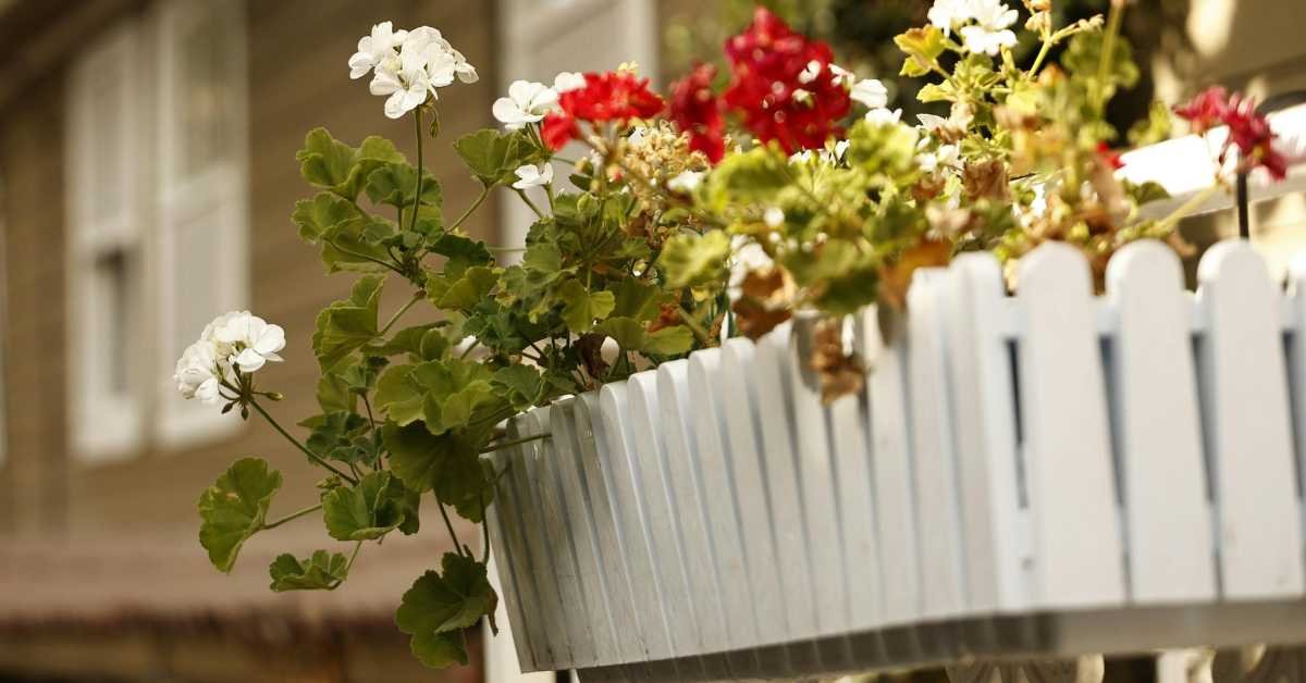 balcony sunlight direction plants