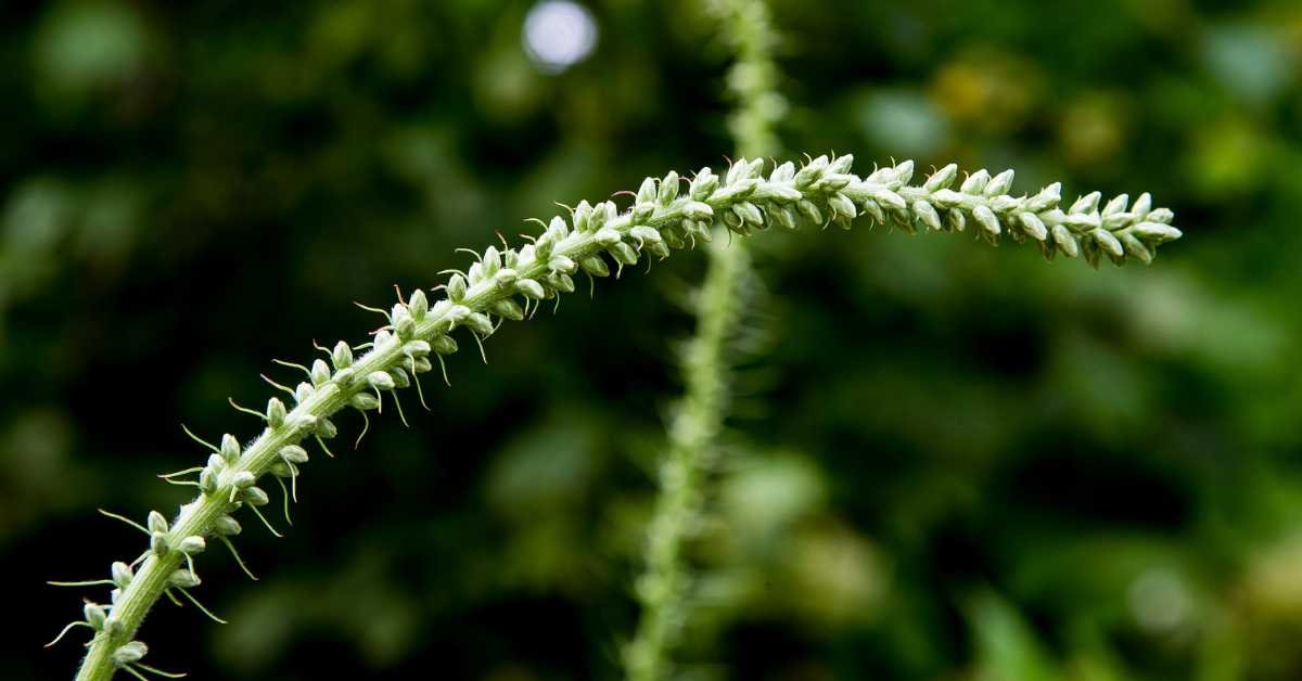tall plants bending in wind