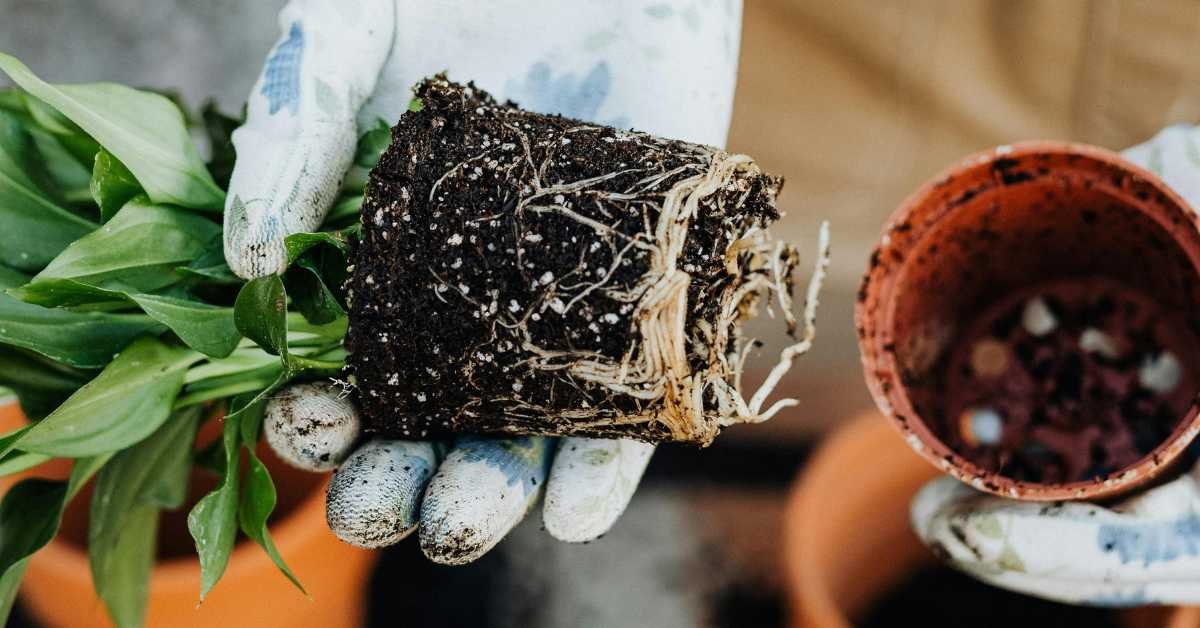 small pot root bound plant balcony