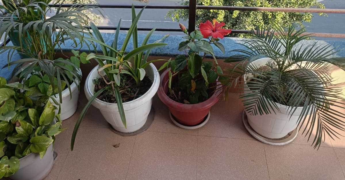 old buckets used as plant pots balcony
