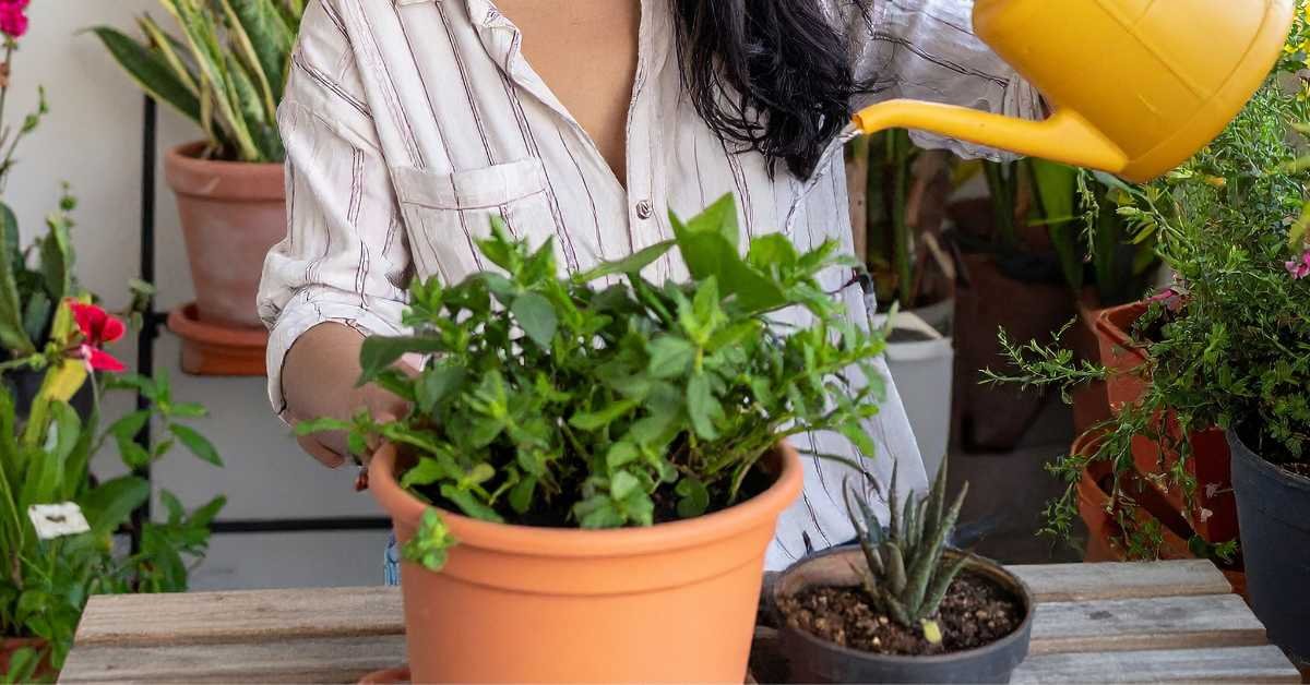 watering balcony plants daily routine