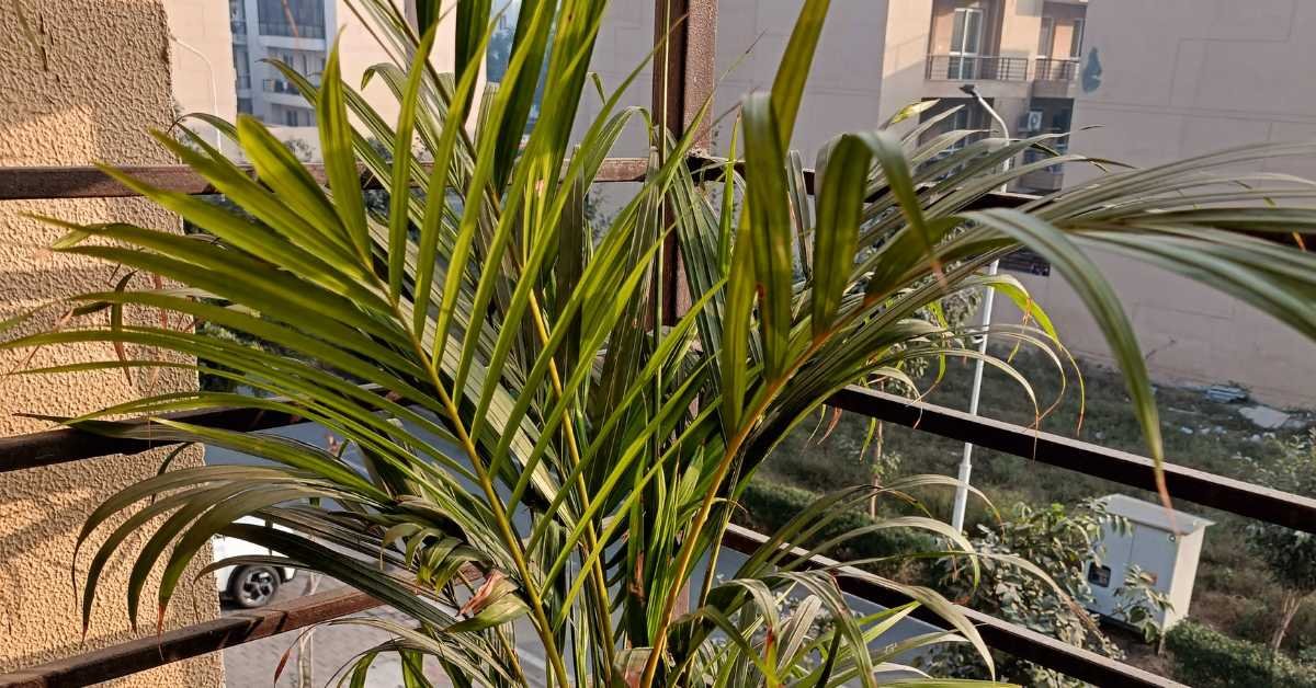 balcony plants bending in strong wind