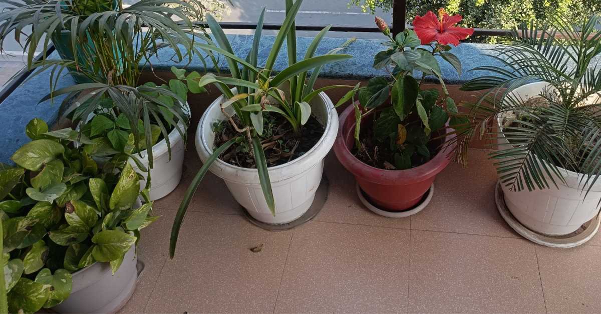 clay cement pots balcony plants