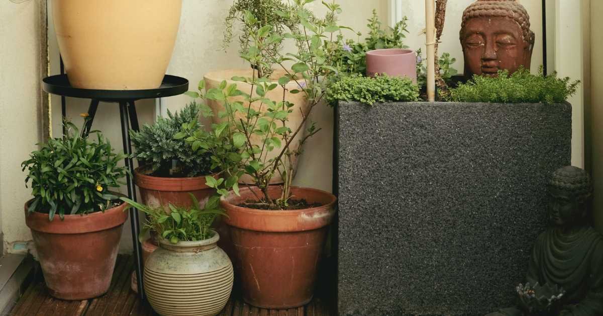 healthy spaced balcony plants