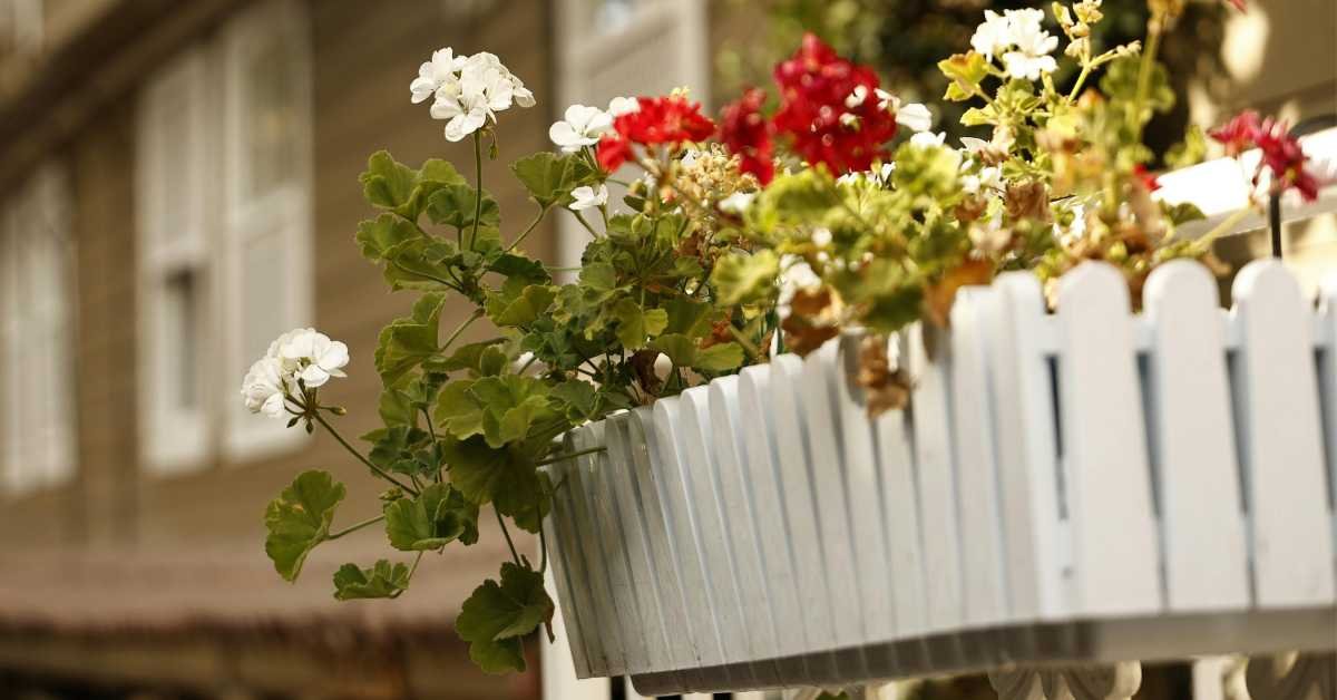 balcony plants sunlight seasonal change