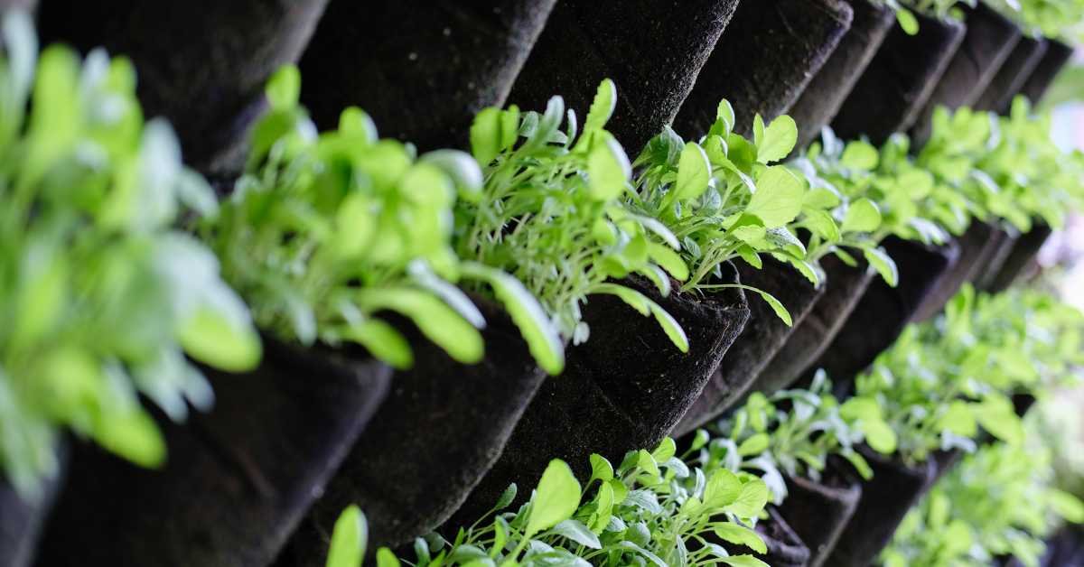 vertical garden balcony wall