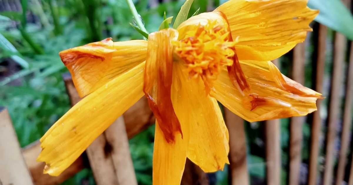 Why Balcony Plants Die