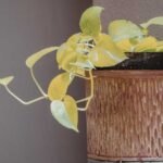 How to Save an Overwatered Plant Without Repotting