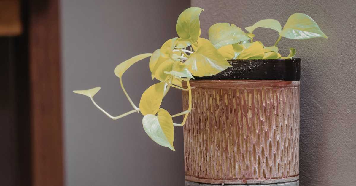 How to Save an Overwatered Plant Without Repotting