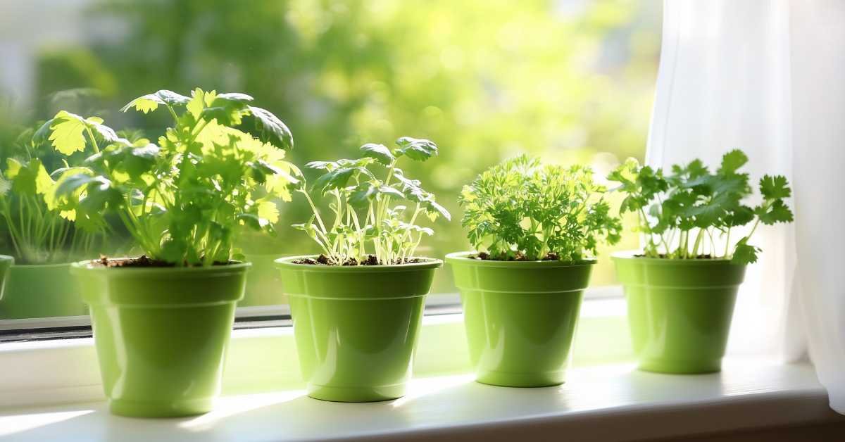 Why Are Your Indoor Herbs Not Growing