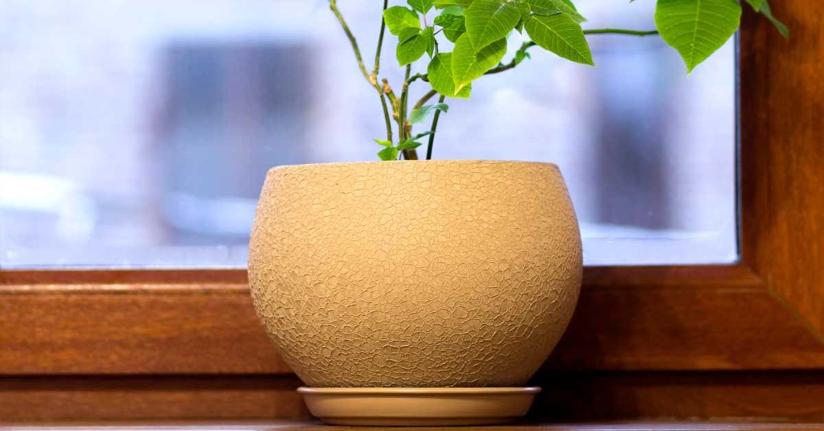 water tray under plant pot humidity indoor