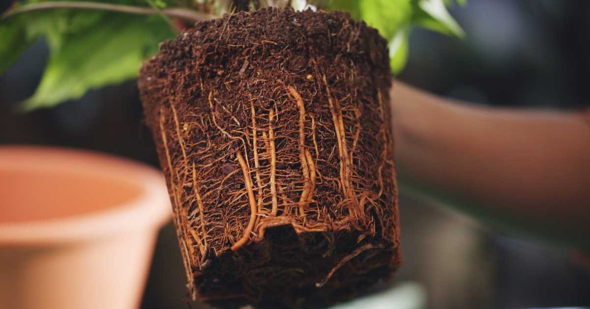 rotting plant roots black mushy roots