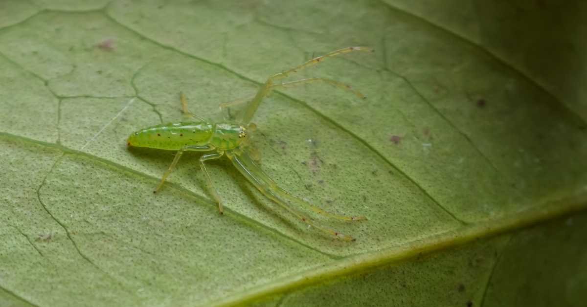 aphids spider mites on herb leaves close up