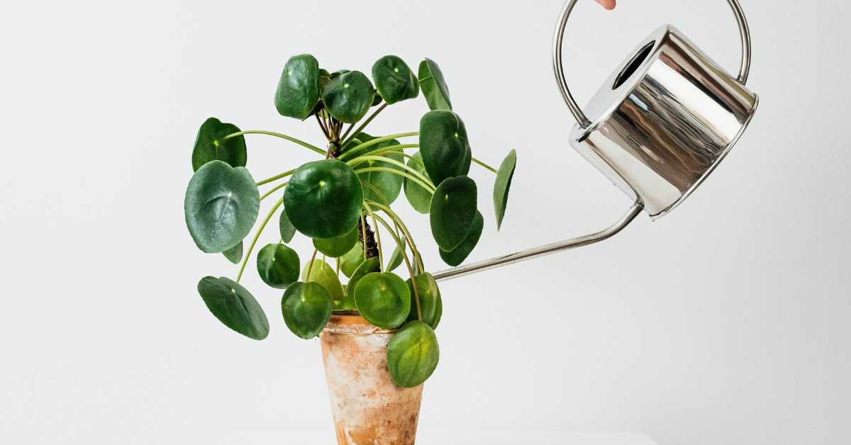 watering potted plants early morning summer