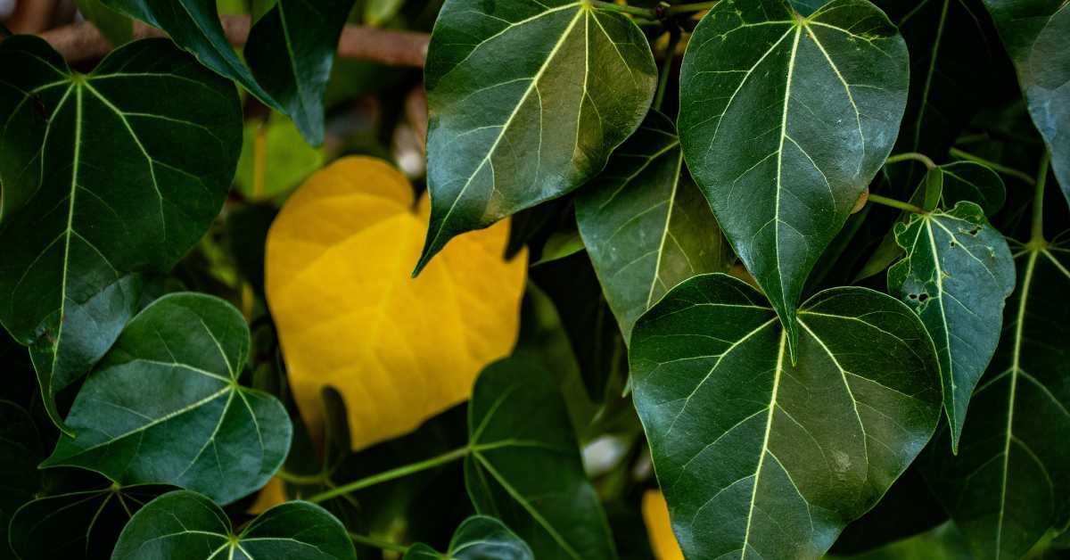 yellow leaves overwatered potted plant