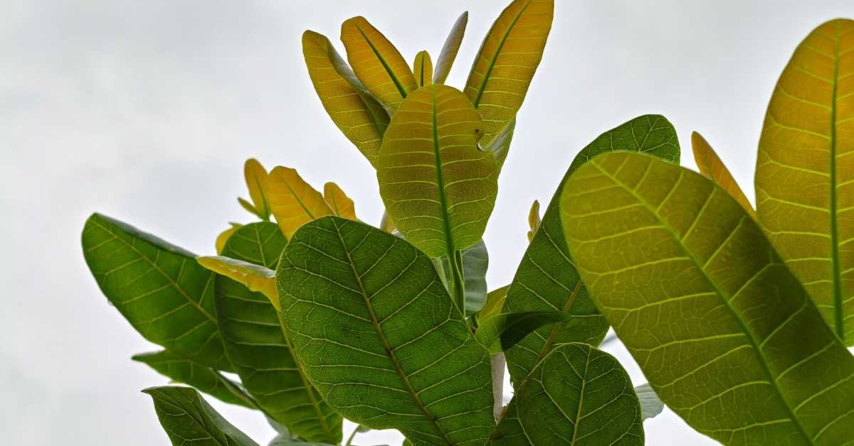 overwatered plant signs yellow soft leaves