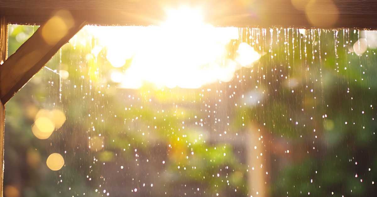 balcony plants exposed to harsh weather sun rain