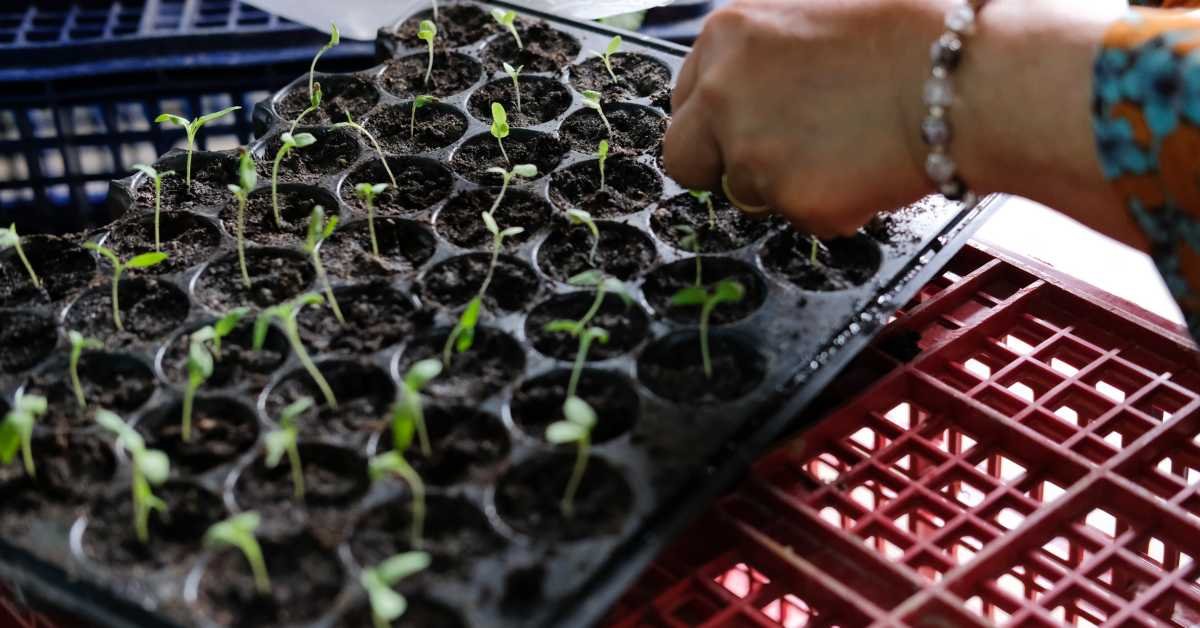 checking soil moisture with finger herb pot close up