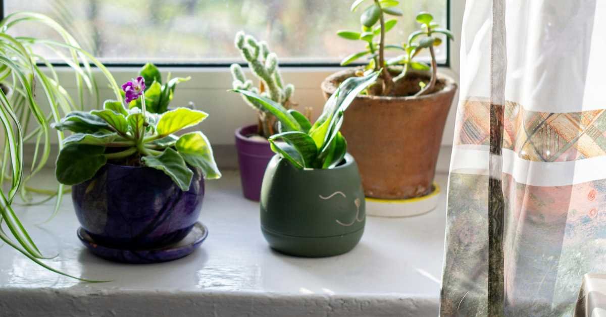 large pots vs small pots plants balcony