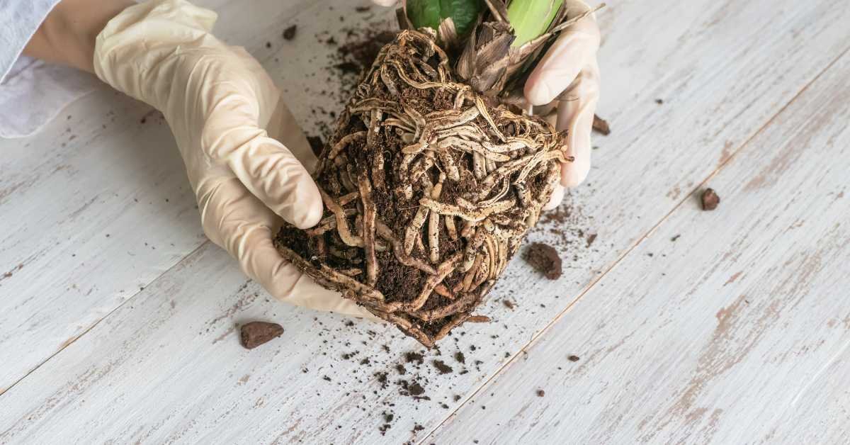 Indoor plant roots crowded small pot