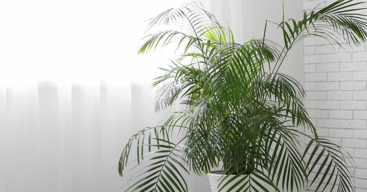 houseplant near balcony window indirect sunlight airflow