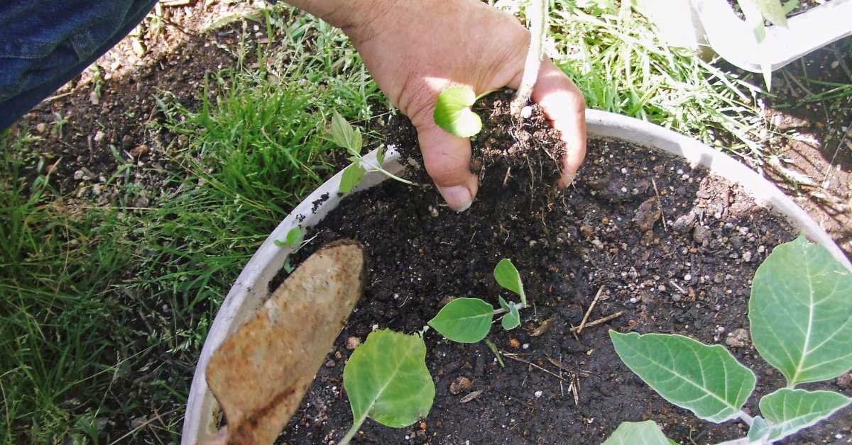 fertilizer burn on potted plants summer