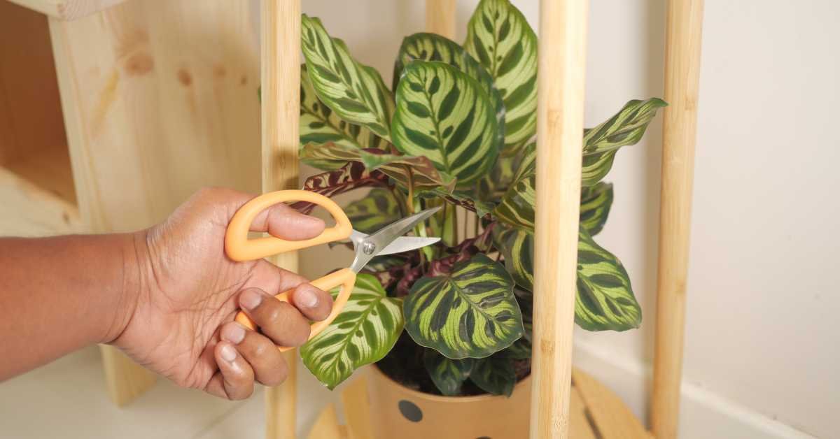 pruning yellow leaves from houseplant scissors close up