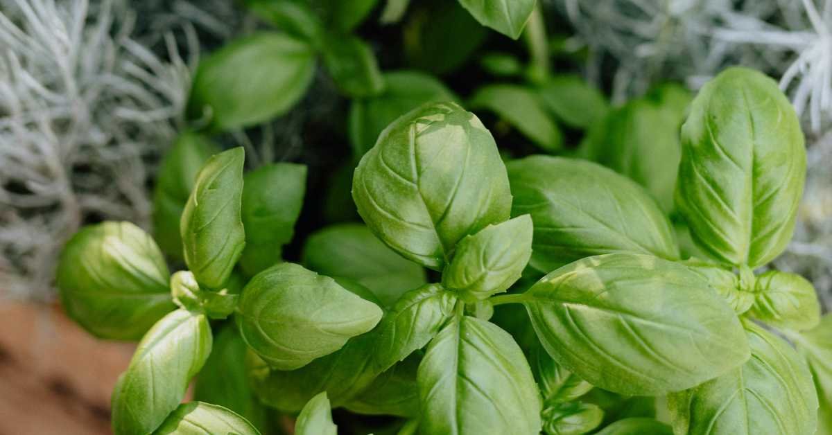 Goin to prune herbs kitchen scissors 