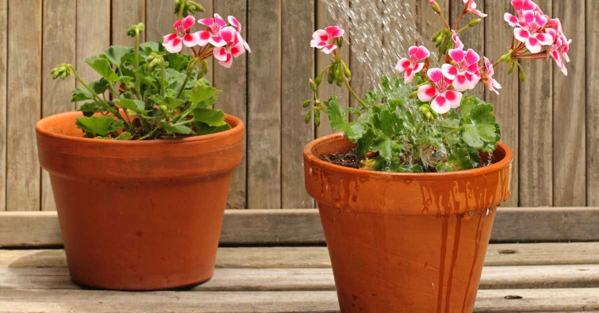 watering plants morning vs afternoon heat