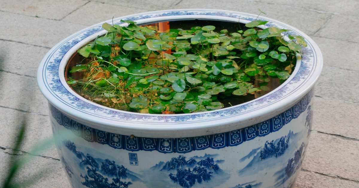 waterlogged plant pot