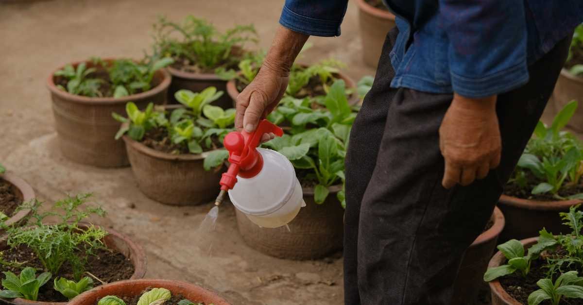 person holding watering can away from houseplant