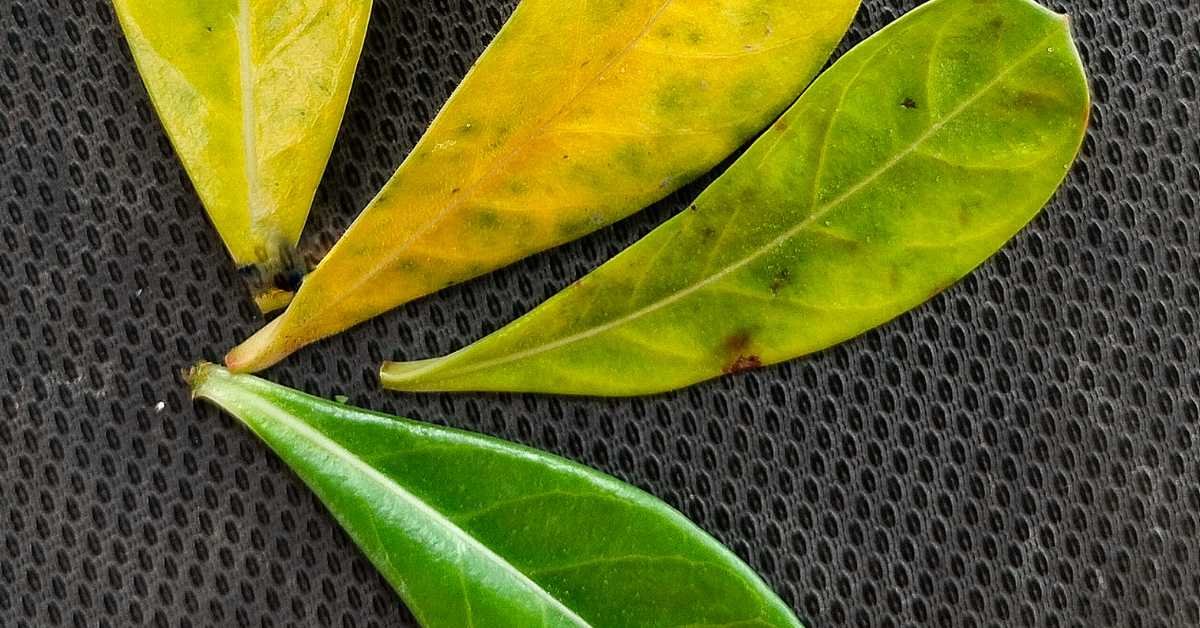 Indoor plant leaf problems yellow curling