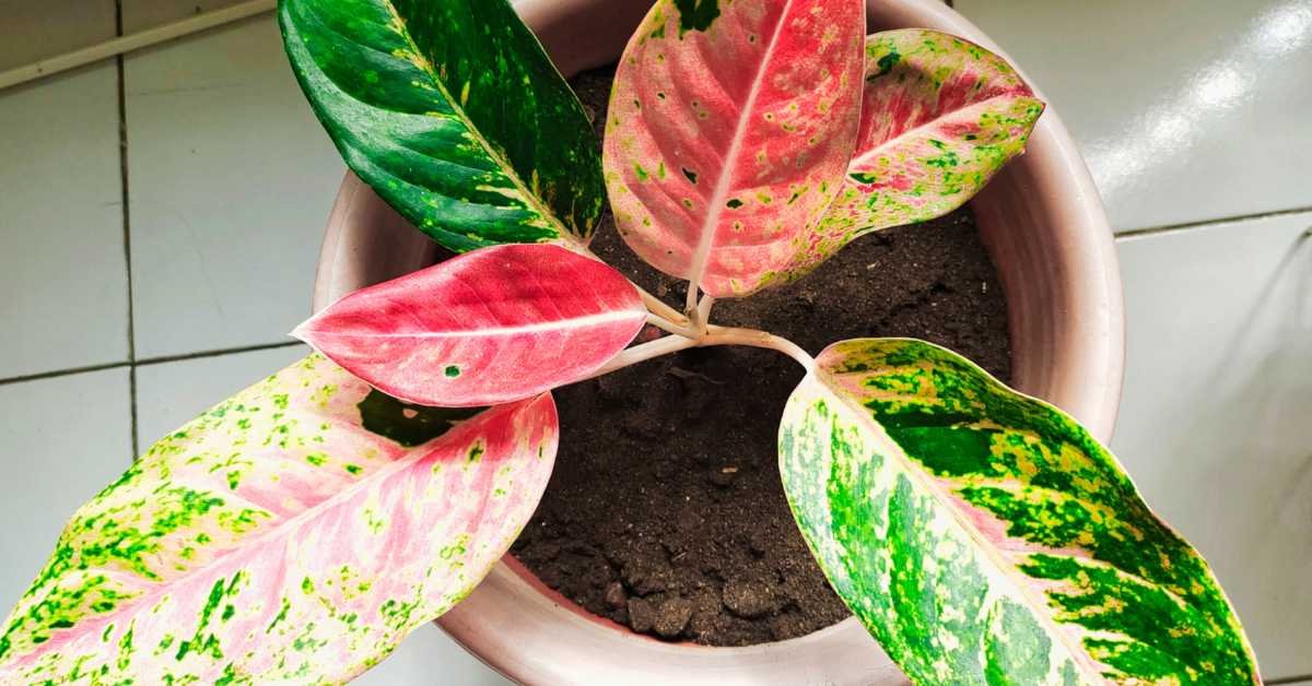 dense foliage plants in balcony pots