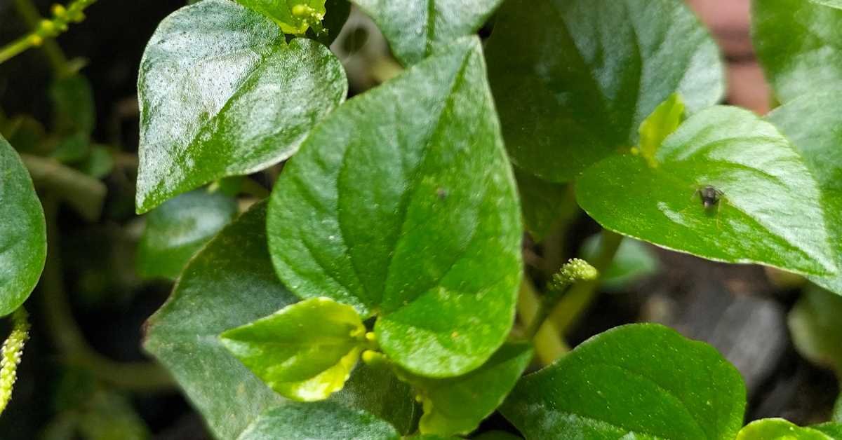 pests on plant leaves