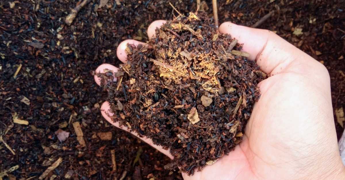 Checking soil moisture houseplant