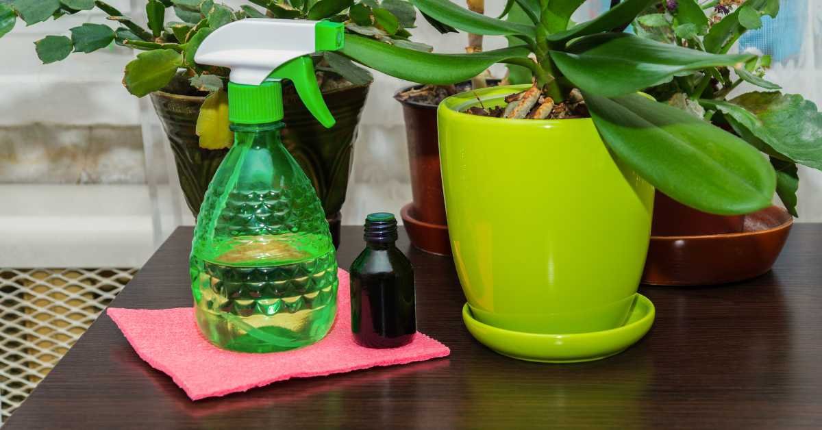 fertilizer bottle next to houseplant