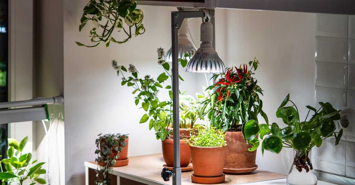 led grow light above indoor herbs simple setup