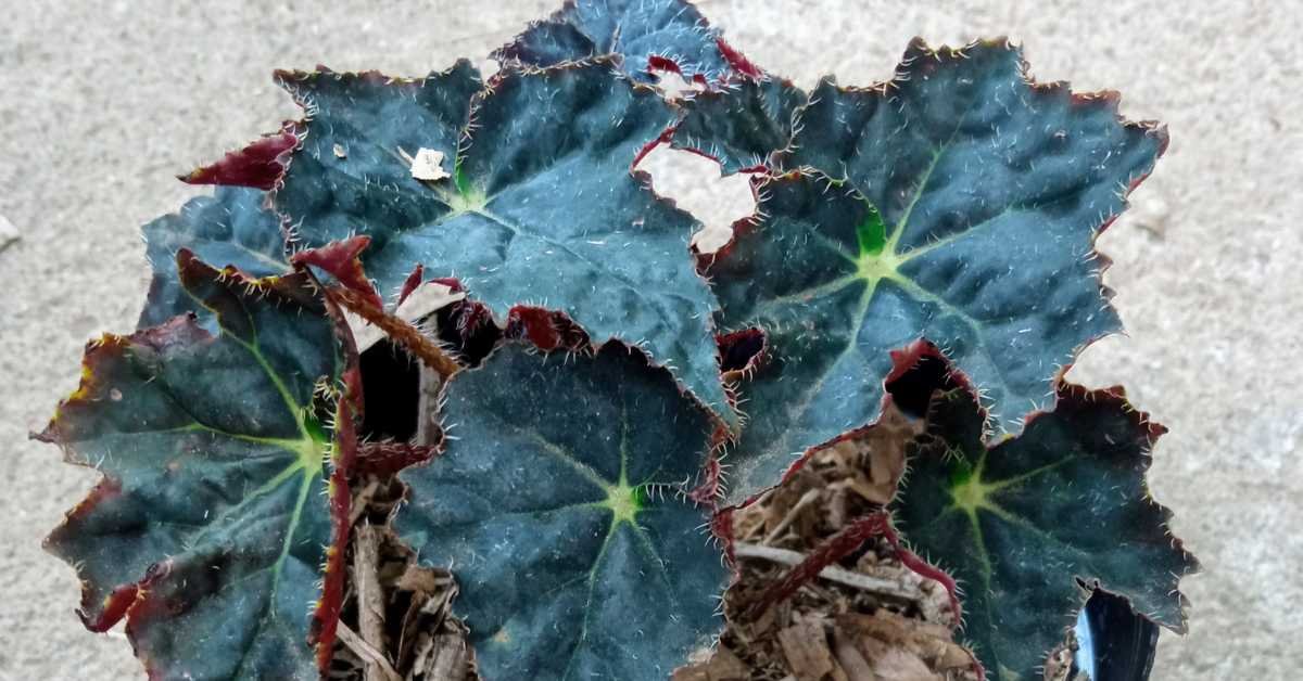 fertilizer burn on potted plant leaves