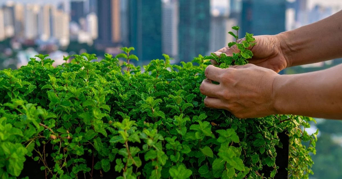 harvesting herbs from balcony pots by hand