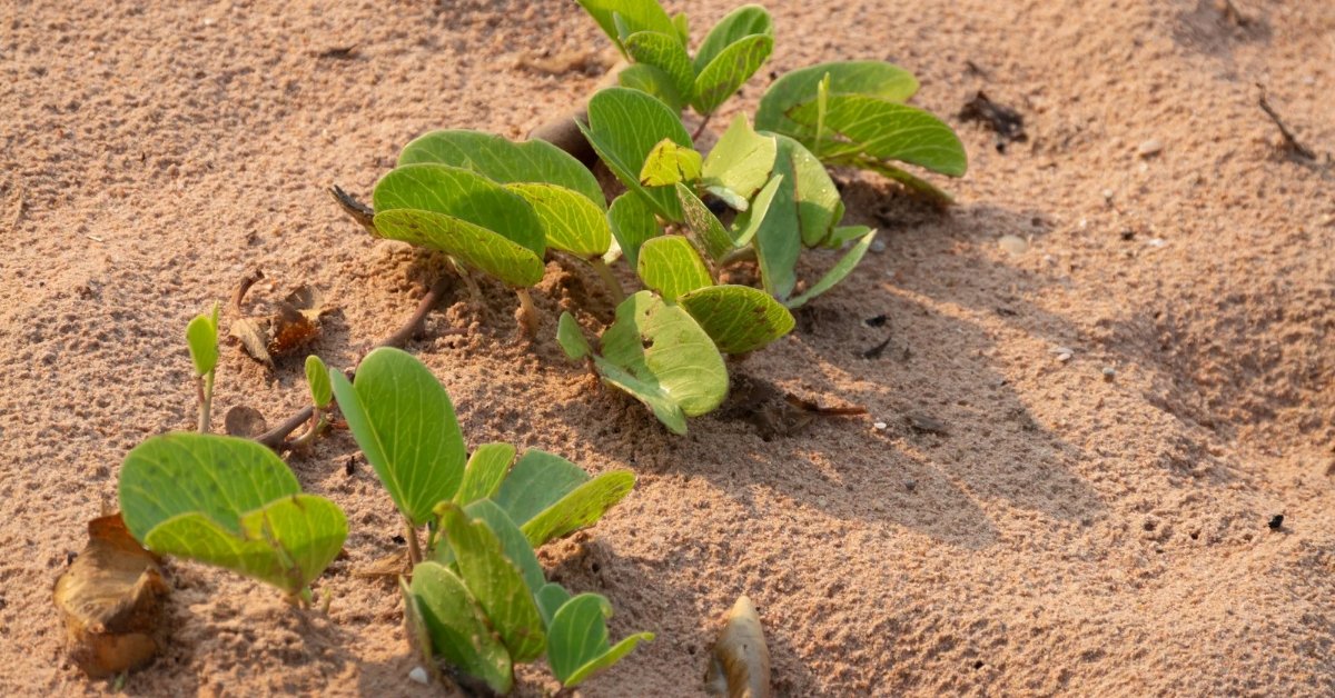balcony plant new growth after stress