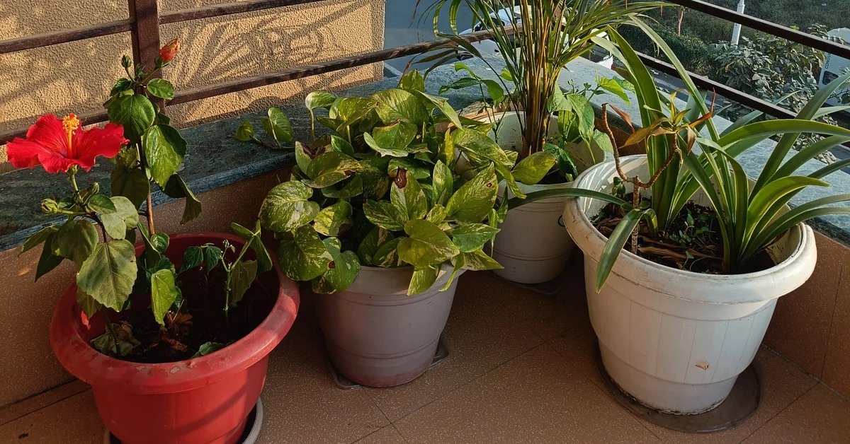 few healthy balcony plants minimal setup