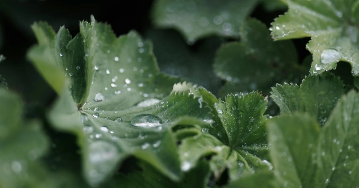 potted plants after rain healthy
