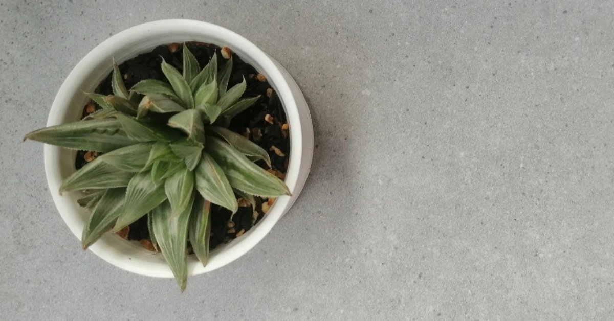 a pot plant in balcony with drainage holes