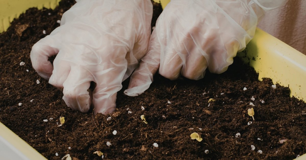 loosening soil in potted plant by hand