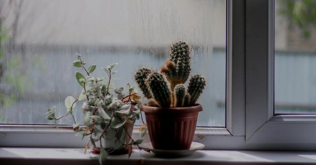 balcony plants moved indoors near window rain