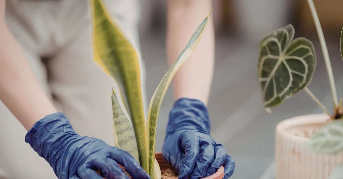 fungus on plant leaves after rain