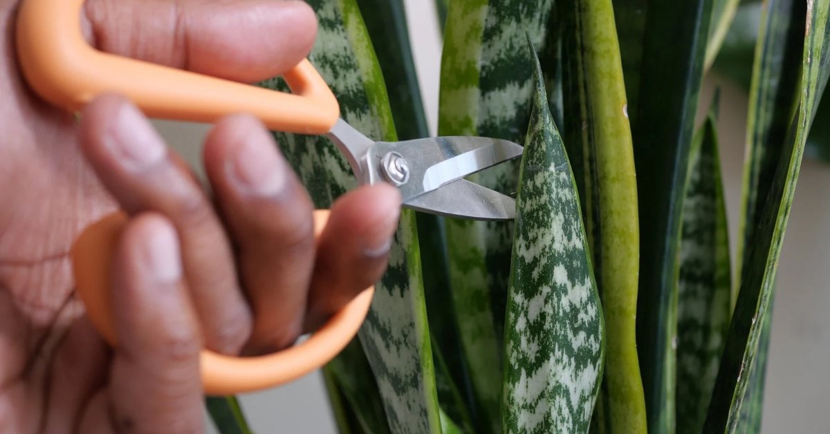 indoor plant gradual leaf change over days
