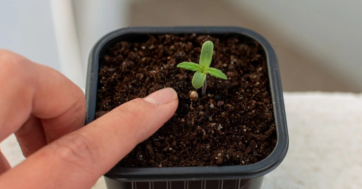 checking soil moisture with fingers plant pot 