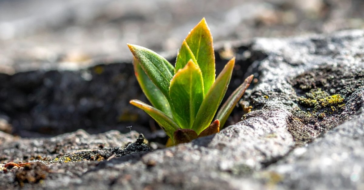 stressed plant slow growth new leaves small